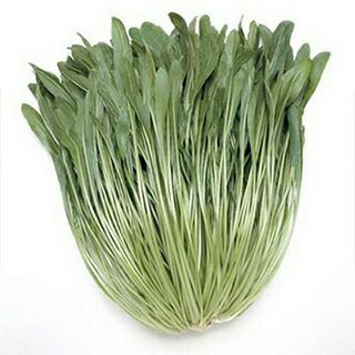 壬生菜 種 【 丸葉壬生菜 (中生) 】 種子