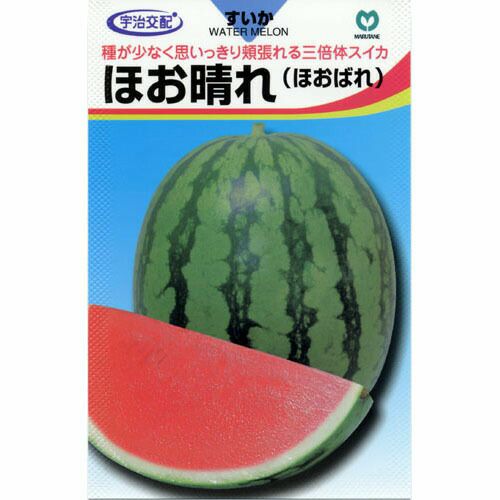 スイカ 種 【ほお晴れ】 8粒