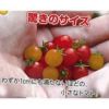 マイクロトマト 種 【黄】 20粒