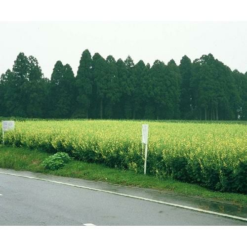 緑肥・牧草 種 【 クロタラリア ネマキング (雪印) 1kg  】 種子 1kg