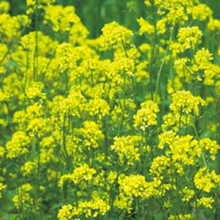 緑肥・牧草 種 【 緑肥用からしな　黄花のちから(からしな) 】 種子 1kg