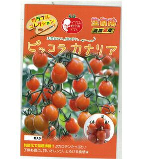 ミニトマト 種 【ピッコラカナリア】 8粒 （ 種 野菜 野菜種子 野菜種 ）