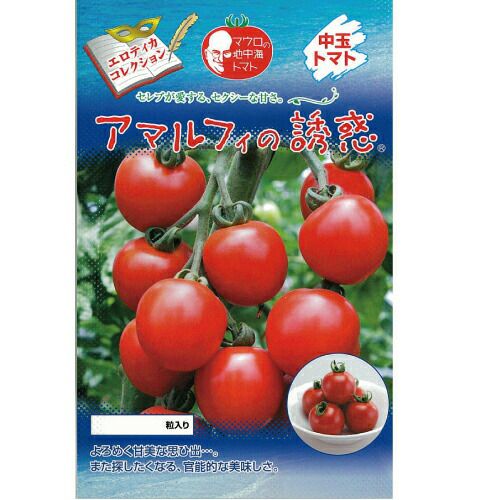 中玉トマト 種 【アマルフィの誘惑】 8粒 （ 種 野菜 野菜種子 野菜種 ）