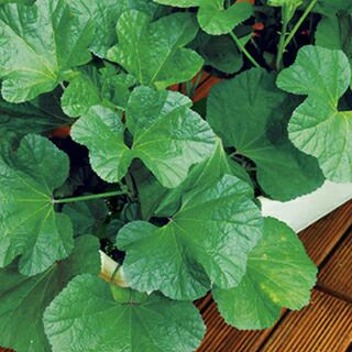 葉菜 種 おかのり 小袋 Gf 葉菜の種 菜園くらぶ 種と苗と園芸資材の専門店