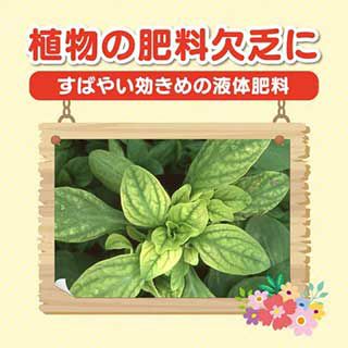 花工場　原液　８００ｍｌ