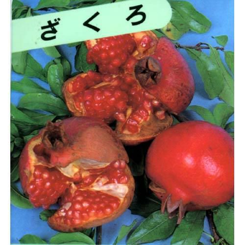 果樹苗 ザクロ 【 大実ザクロ 1年生 】 | 菜園くらぶ 種と苗と園芸資材