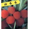 果樹苗 ヤマモモ 【 森口 （ もりぐち ） 1年生苗 】