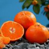 柑橘類の苗 【 石地 （ いしじ ） 】 1年生苗木