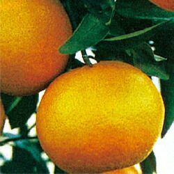 柑橘類の苗 【 たまみ 1年生苗木 】
