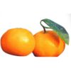 柑橘類の苗 【 麗紅 （ れいこう ） 1年生苗木 】