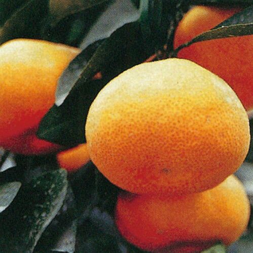 柑橘類の苗 【 由良早生 1年生苗木 】