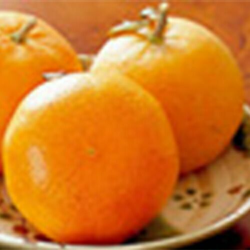 柑橘類の苗 【 タンカン 1年生苗木 】