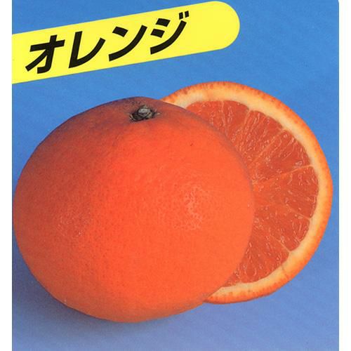 柑橘類の苗 【 清見オレンジ 2年生苗木 】