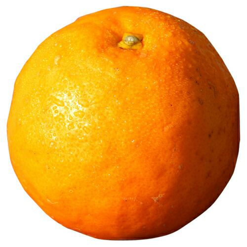 柑橘類の苗 【 セミノール 2年生苗木 】