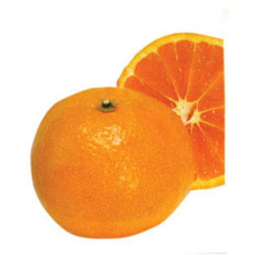 柑橘類の苗 【 南津海 （ なつみ ） 2年生苗木 】