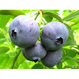 ブルーベリー 挿し木苗 2年生 レガシー ノーザンハイブッシュ系 菜園くらぶ 種と苗と園芸資材の専門店