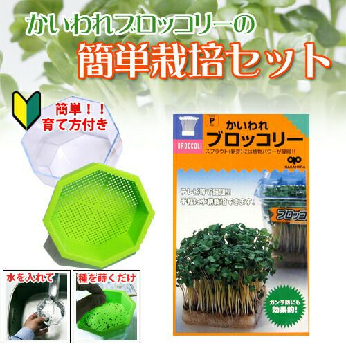 かいわれブロッコリー　栽培セット 【 簡単栽培セット (栽培容器付き) 】[種 販売 通販]