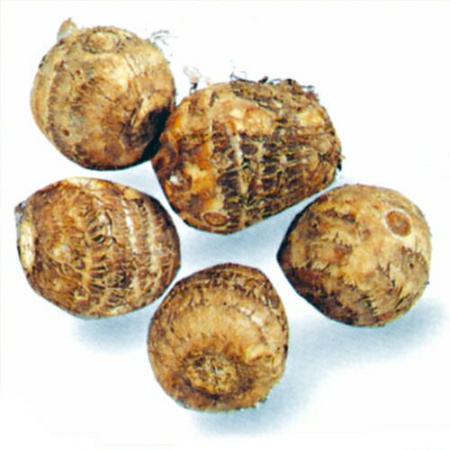 里芋 石川早生 種芋 1kg（15～20個入り） | 菜園くらぶ 種と苗と