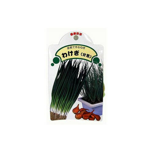 わけぎ 種球 約500g 【国産】 [ ネギ 葱 ワケギ 分葱 球根 種 ]