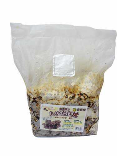 しいたけ栽培 【 しいたけ菌床 (単品) 】[ 椎茸 しいたけ シイタケ きのこ キノコ 菌 種 栽培 ]