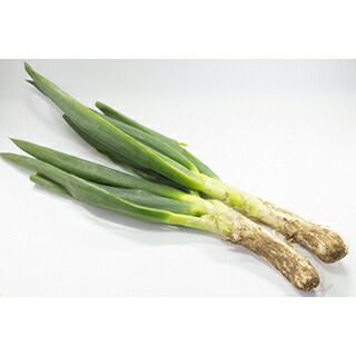 ねぎ苗 【下仁田ネギ 1束（約25～30本）】