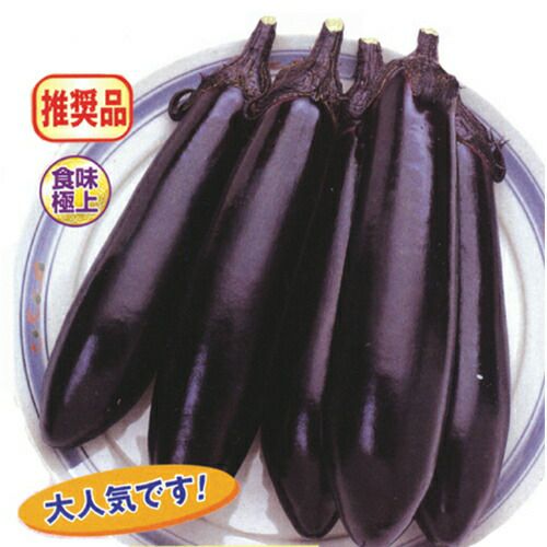 ナス苗 【 筑陽 】 接木苗 4本セット 【予約販売】