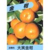 柑橘類の苗 【 大実金柑 1年生苗木 】