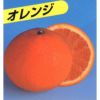 柑橘類の苗 【 清見オレンジ 】 1年生苗木
