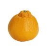 柑橘類の苗 【 デコポン （ 不知火 ） 】 1年生苗木