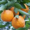柑橘類の苗 【 ポンカン 】 1年生苗木