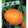 柑橘類の苗 【 極早生 上野温州みかん 】 1年生苗木