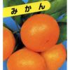 柑橘類の苗 【 青島温州みかん 】 1年生苗木