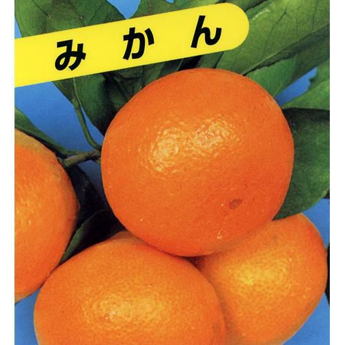 柑橘類の苗 【 青島温州みかん 2年生苗木 】