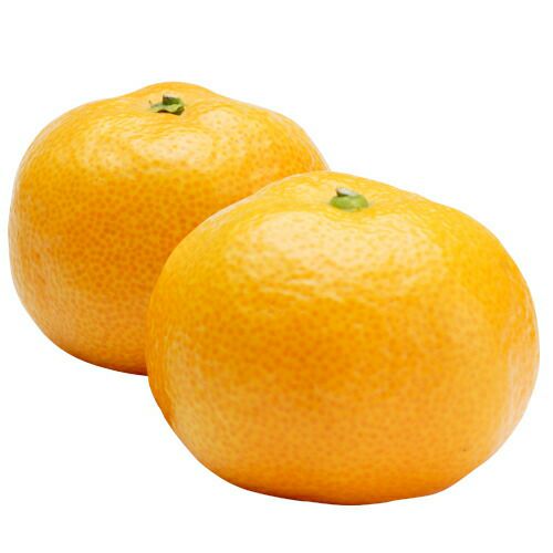 柑橘類の苗 【 宮本温州みかん 2年生苗木 】