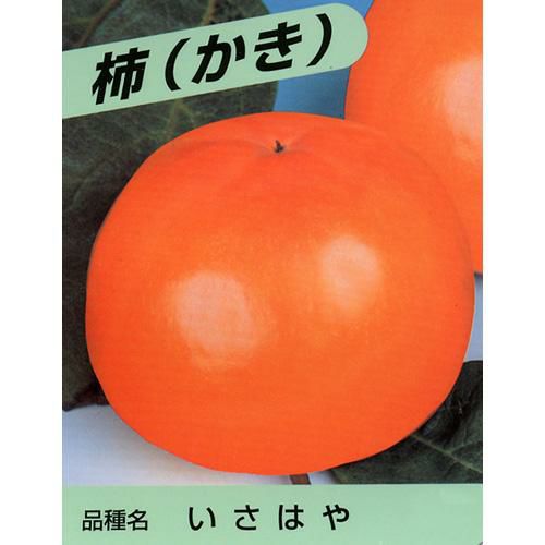 果樹苗 甘柿 【 いさはや 1年生苗 】