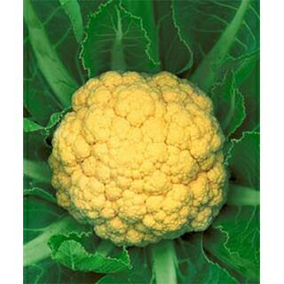 カリフラワー 苗 【オレンジブーケ】 苗 12本セット 【予約販売】