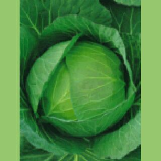 キャベツ 種 【 フルーツキャベツ 】