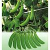 エンドウ 種 【 ニムラサラダスナップ 】 1dl （ 種 野菜 野菜種子 野菜種 ）