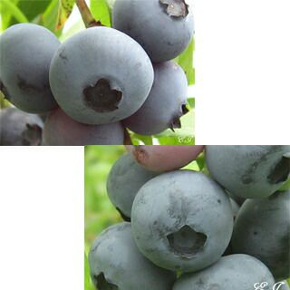 あまｘあま ブルーベリー接木苗 2本セット 【サザンハイブッシュ系】