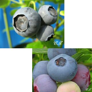 はじめての ブルーベリー接木苗 2本セット 【ノーザンハイブッシュ系】