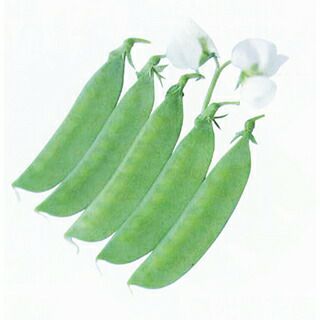 エンドウ 種 【 絹さやエンドウ 貴笹 】