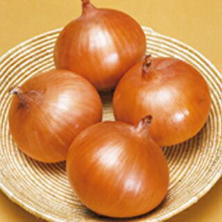 たまねぎ 種 【 竜王 】