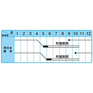  たまねぎ 種 【 甲高赤 】 小袋