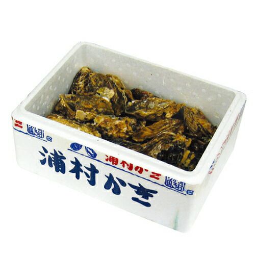 浦村殻付き生カキ　 20個入り【冷蔵】