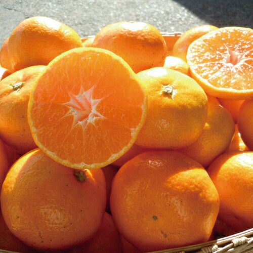 メチャ甘マルチ冬みかんMサイズ 5kg