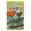 つるなし菜豆 種 【 プランターインゲン 】