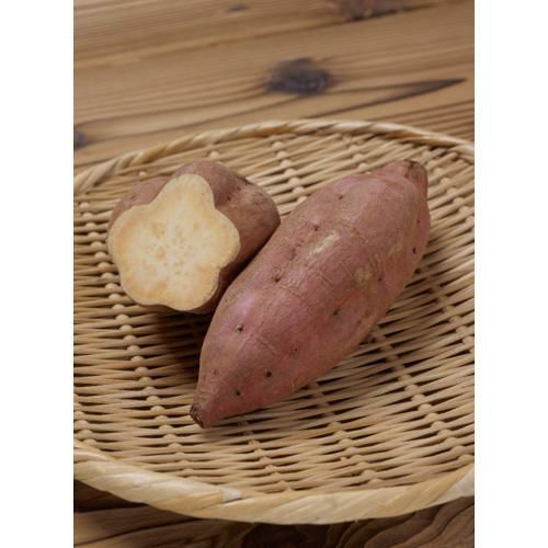ゆいママ350本5月1日〜3日着分茨城県産紅はるかさつまいも苗ウイルス 