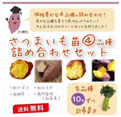【送料無料】 さつまいも苗 詰め合わせセット 10本×4品種 ( 紅アズマ 安納芋 紅はるか 鳴門金時 （紅高系）) 【芋づる さつまいも 苗】