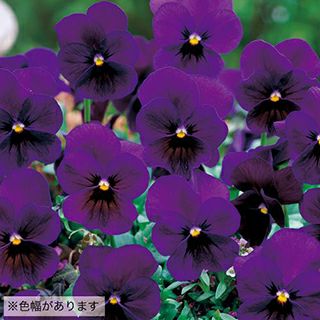 パンジー 種 【 F1 ナチュレ プラムパープル 】