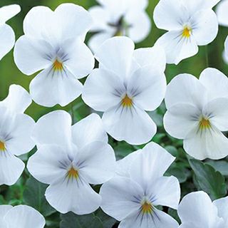 ビオラ 種 【 F1 フローラルパワー ピュアホワイト 】